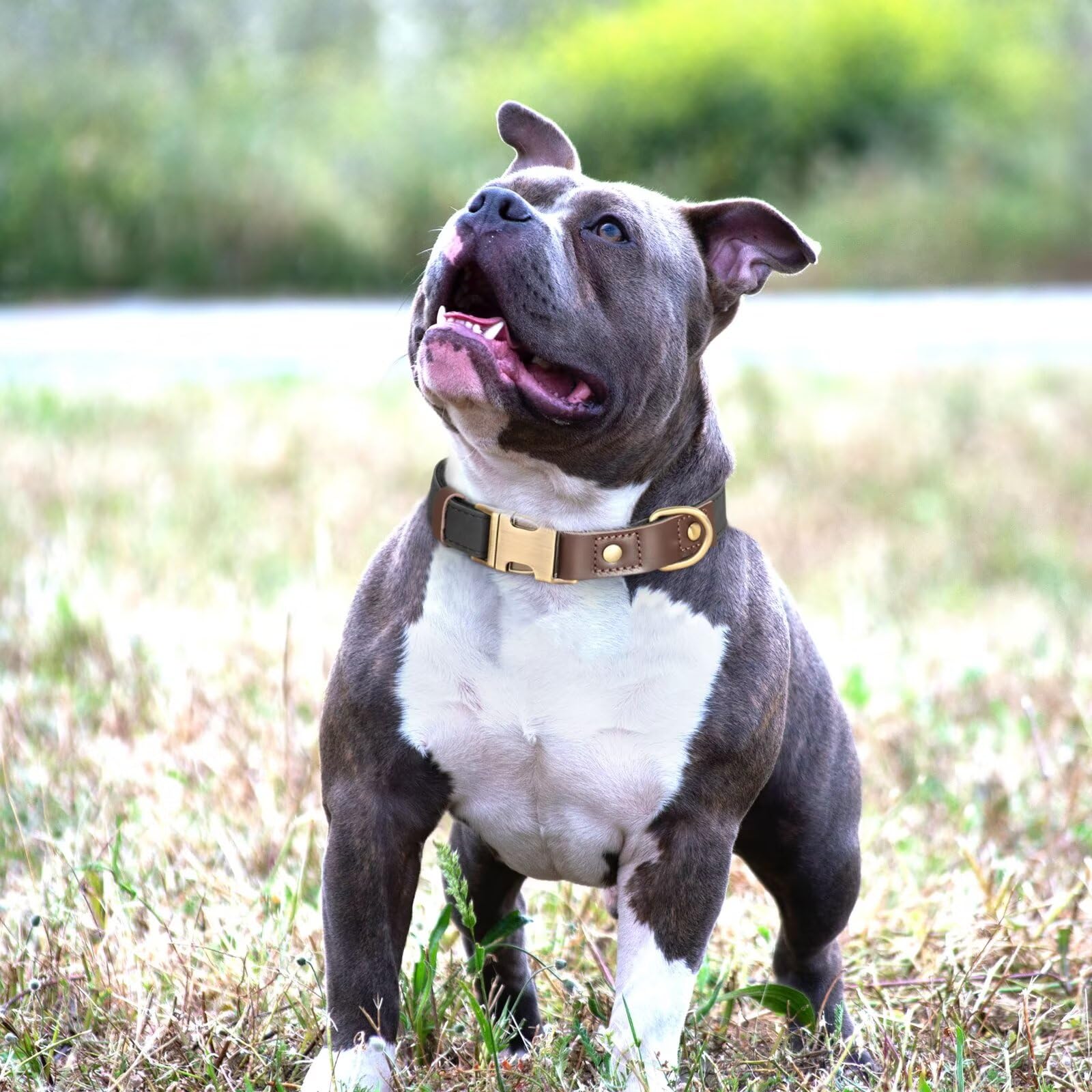 Didog Soft Padded Leather Dog Collar For Large Dogs, Classic Heavy Duty Dog Collars Adjustable With Quick Release Metal Buckle,B